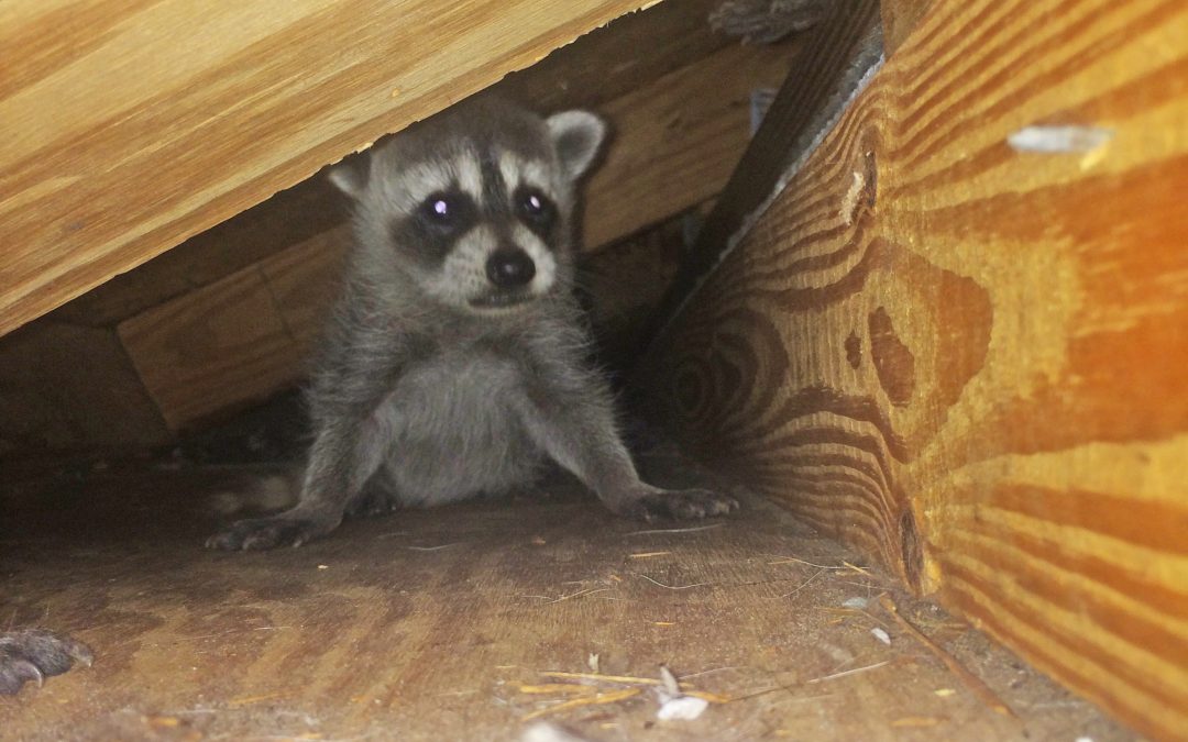 Frequently Asked Questions: Raccoons