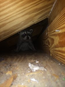 Baby coon in attic 003