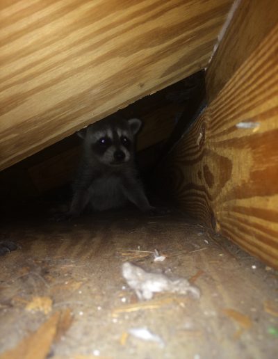 Baby coon in attic 003