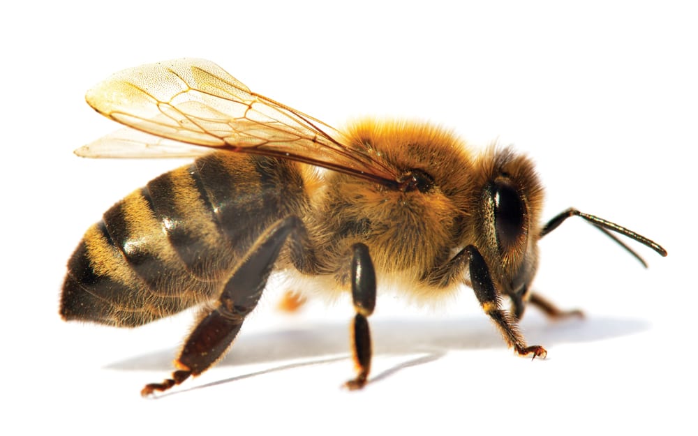 Image of a honey bee