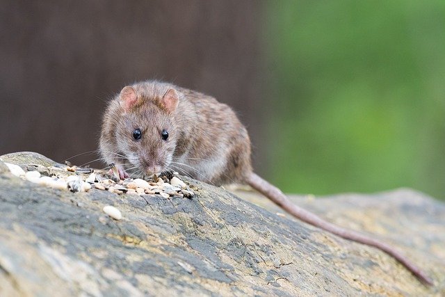 Picture of roof rat climbing in a back yard