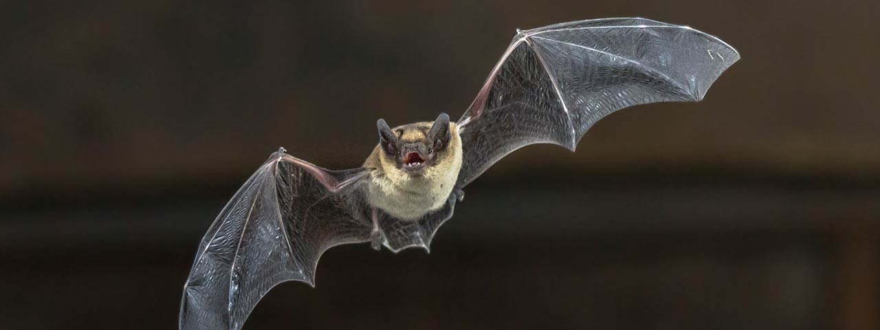Image of a bat in flight 