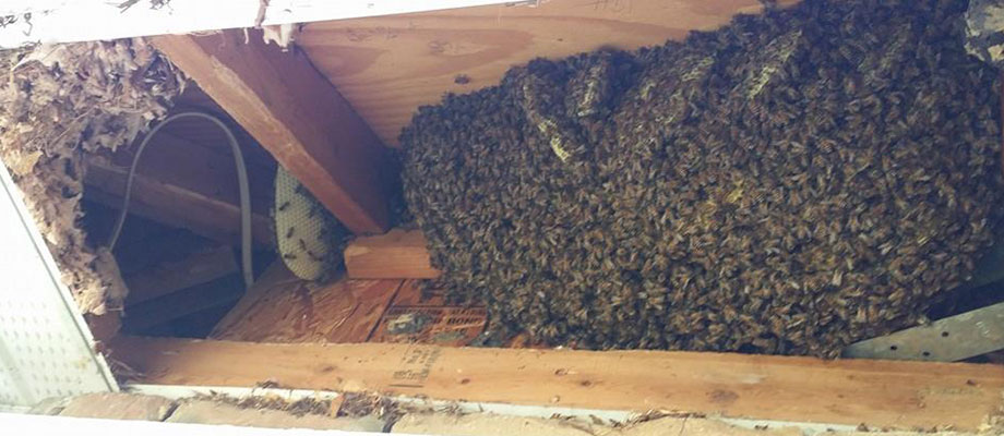Image of bee hive damming the structure of a building