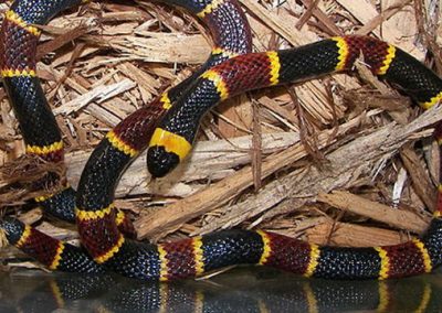 Photo of a venomous snake that bit a child in florida
