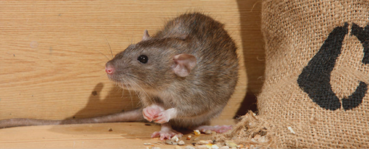 Reliable Azaela Park Rat Removal