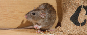 Image of roof rat that is feeding