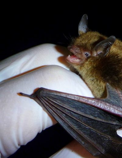 photo of bat that has been caught