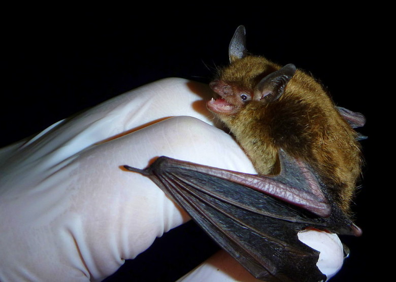 photo of bat that has been caught
