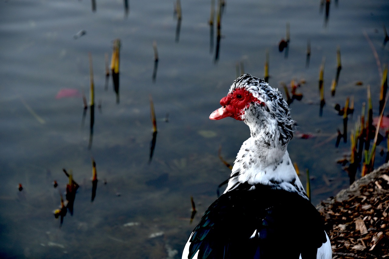 Image of a muscovy duck in Florida 