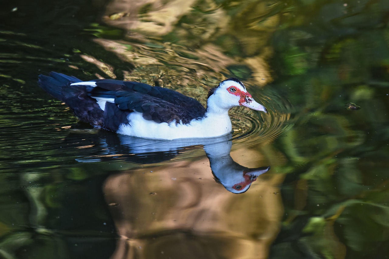 Picutre of a muscovy searching for food in a body of water