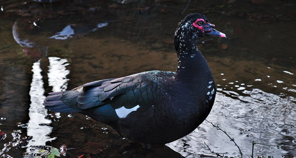Photo of a black Muscovy duck in water
