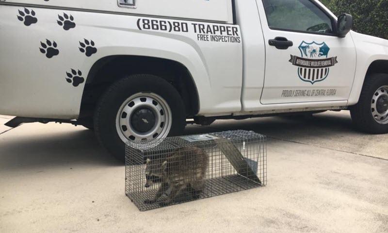 Orlando, Florida Wildlife Removal and Animal Trapping Services - Last  Updated January 2021 - Affordable Wildlife Removal (321) 329-3012