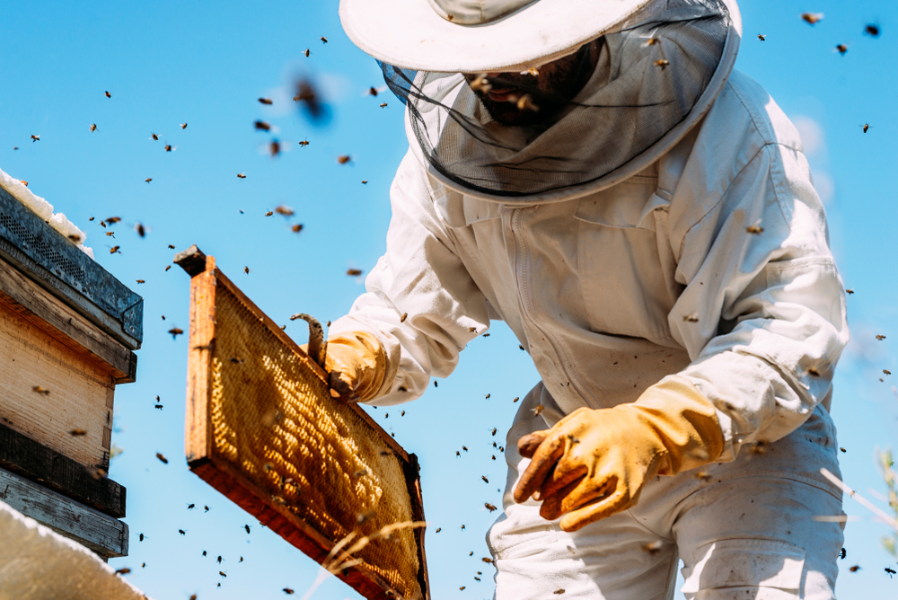 Picture of bee removal expert 