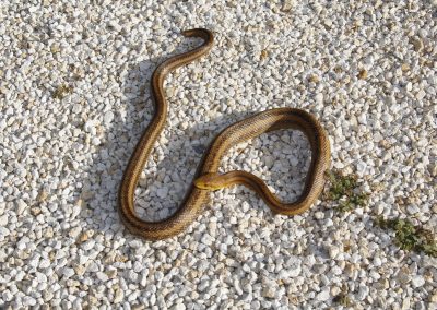 Photo of non venomous snake
