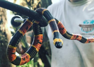 Coral Snake Removal