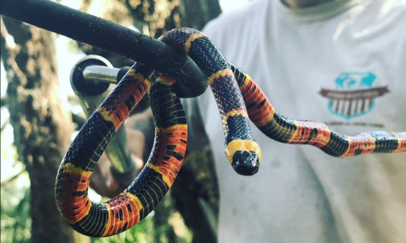 picture of coral snake removed in Winter Garden