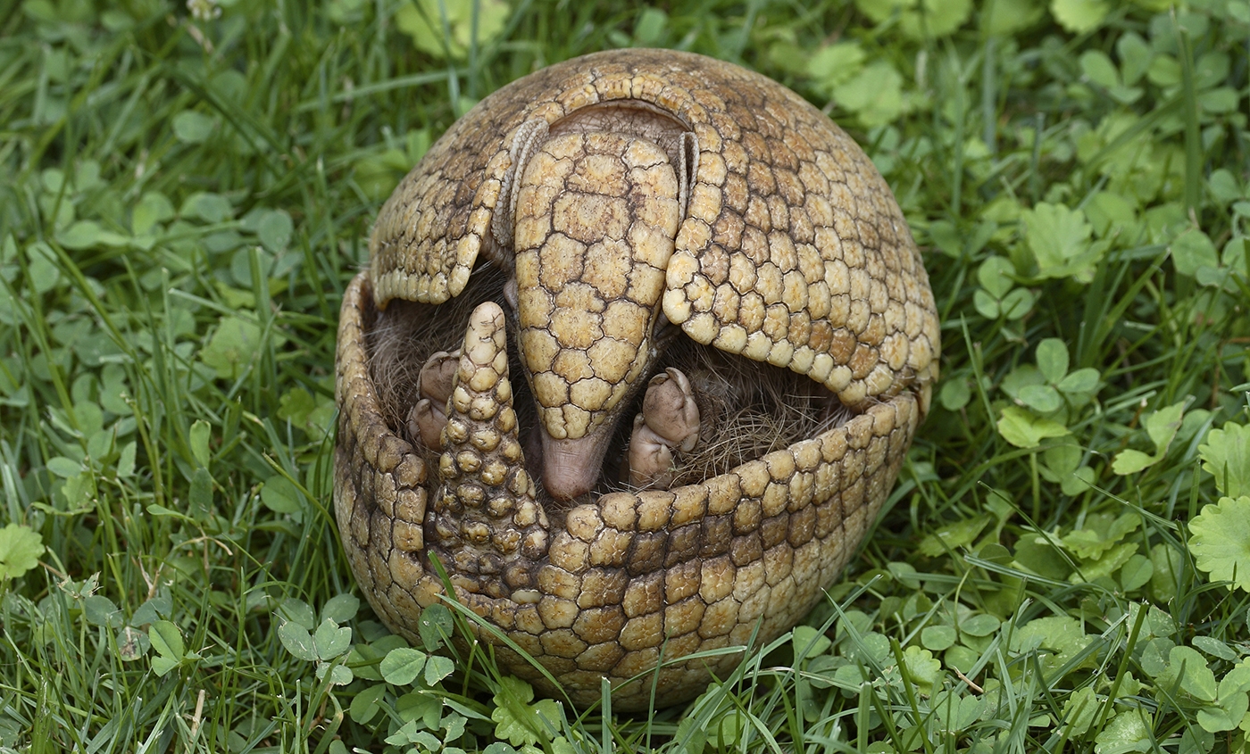 Photo of an armadillo in a protective position 