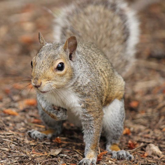 Squirrel Pest Control Services - Western Exterminator