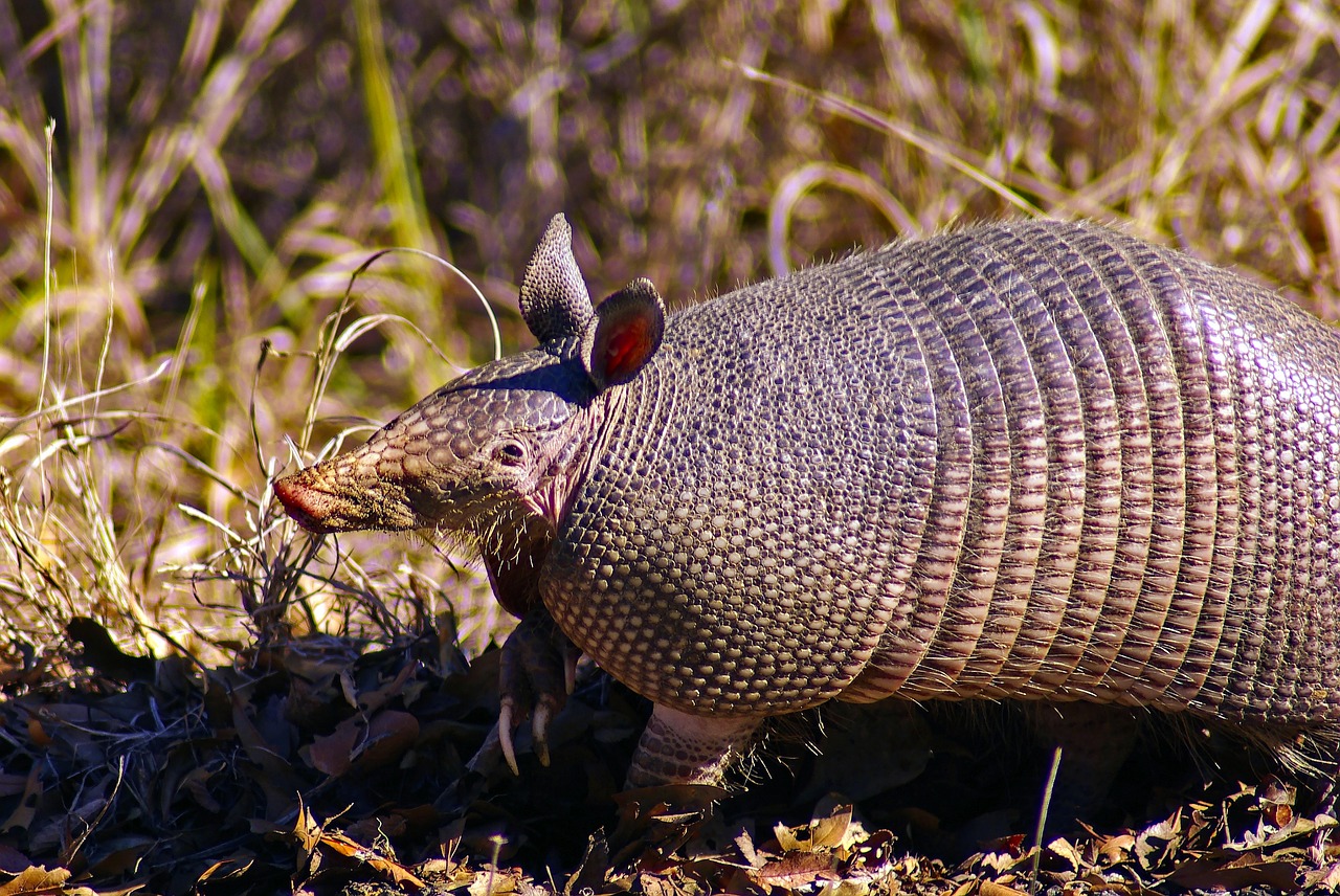Photo of an armadillo that destroyed a local garden