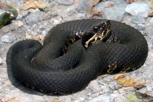 Image of a water snake found in florida