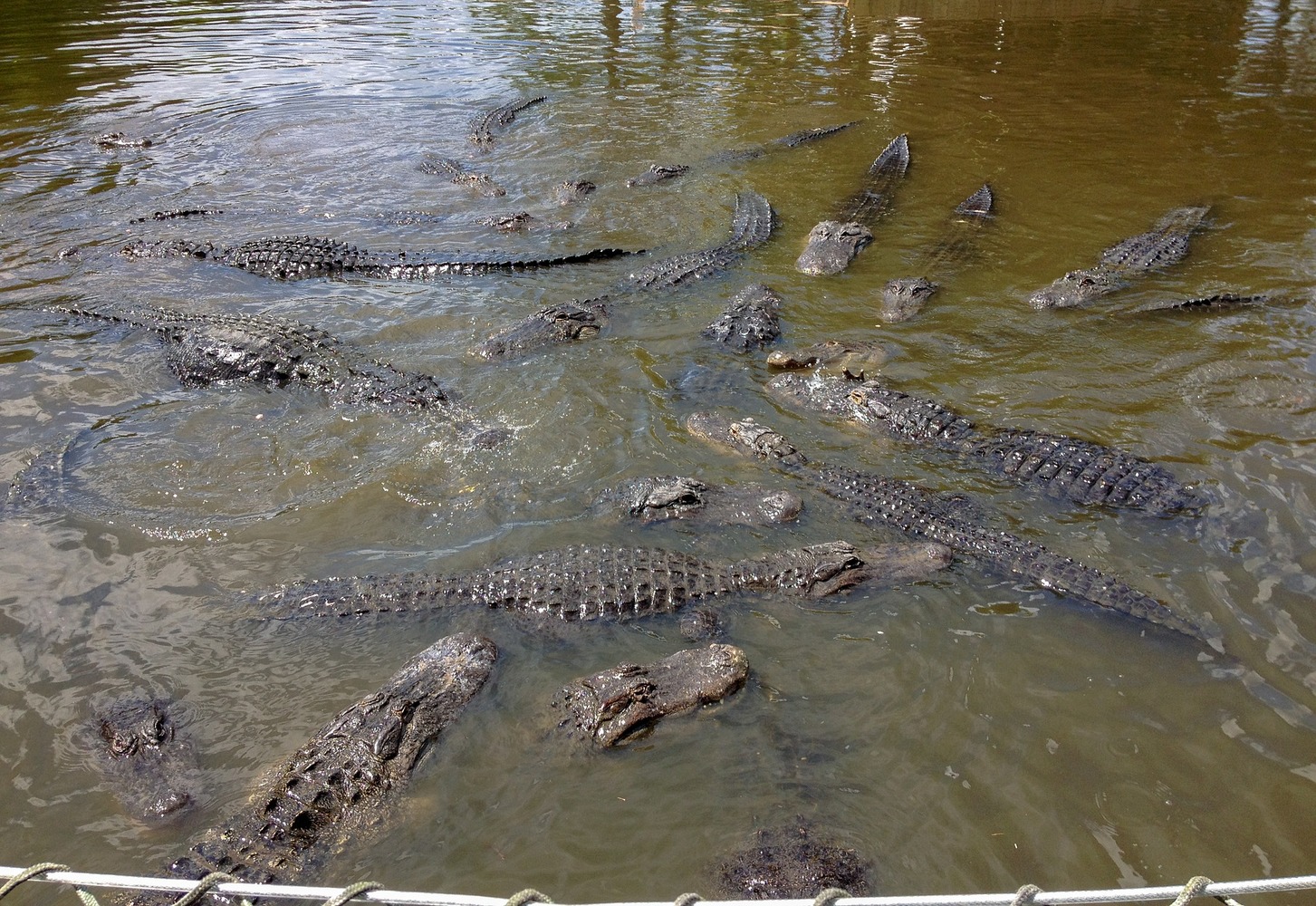 Photograph of alligator pit at Orlando Florida Gatorland