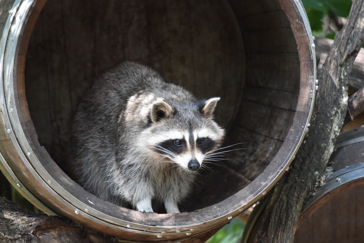 Photograph of a raccoon in it's urban habitat 