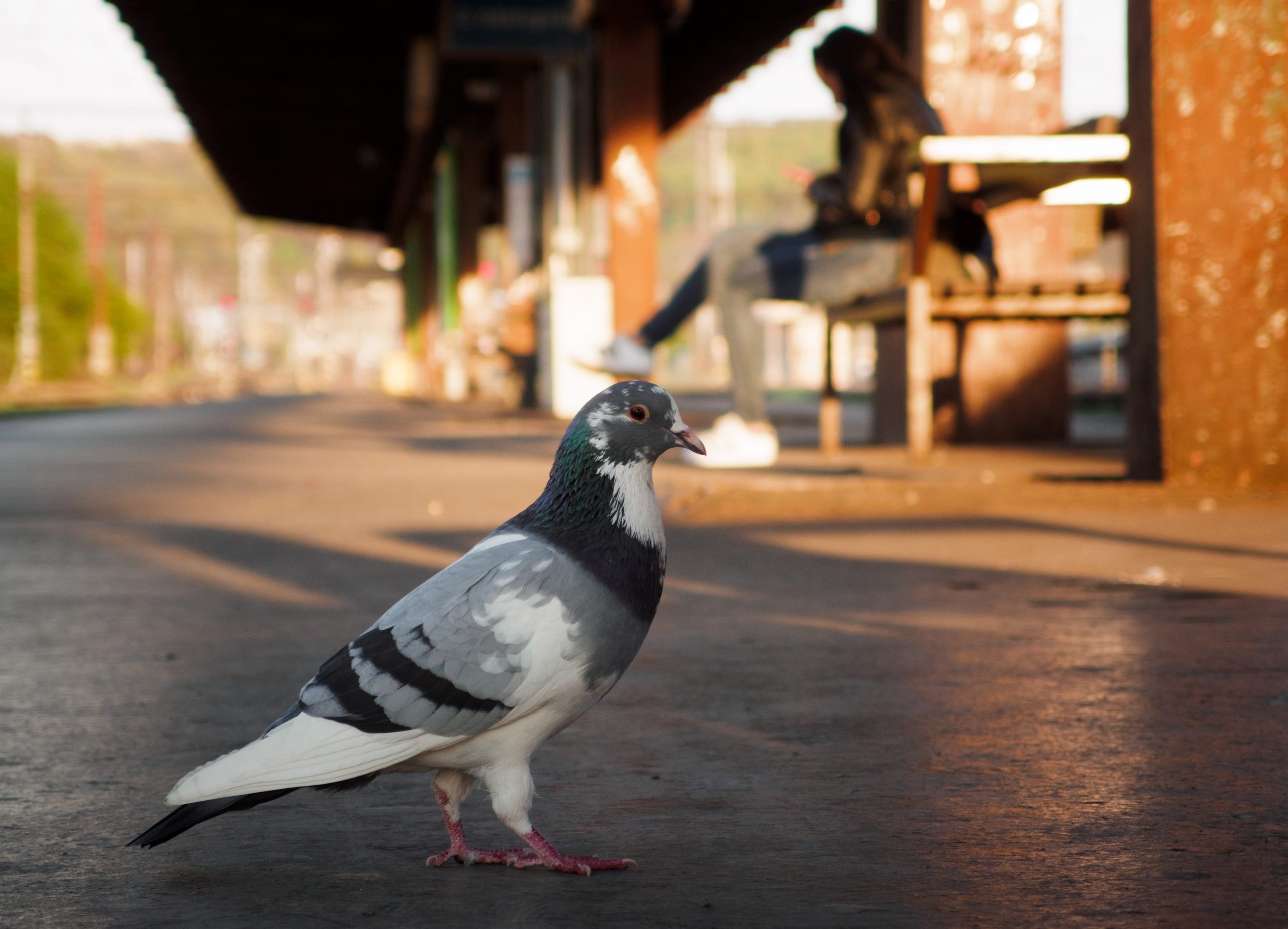 Pigeon on the train station scaled