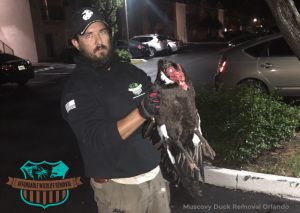 muscovy duck removal