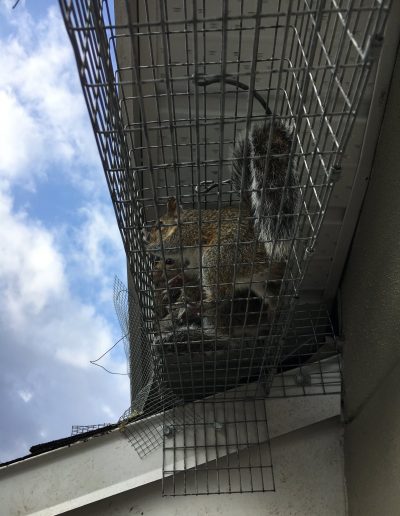 trapped squirrels
