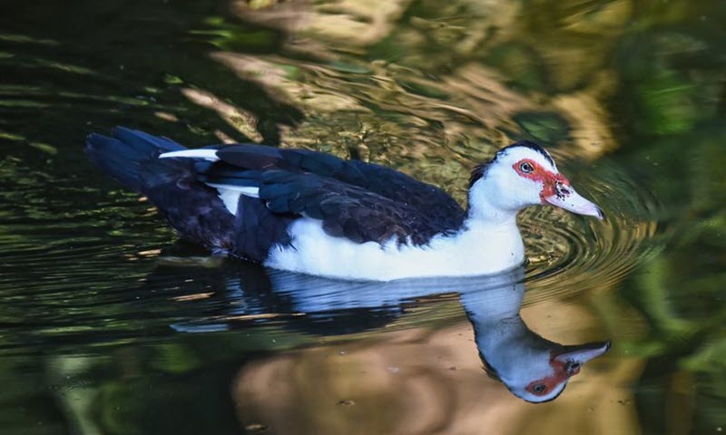 Image of a muscovy duck in Florida