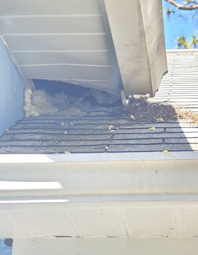 raccoon in attic windermere