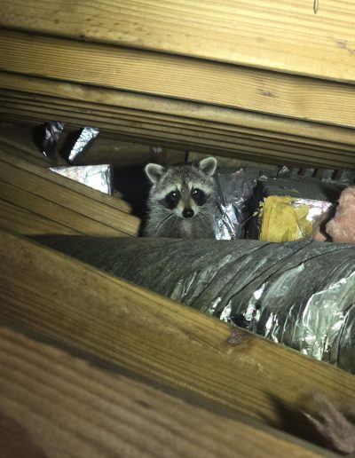 raccoon removal altamonte springs