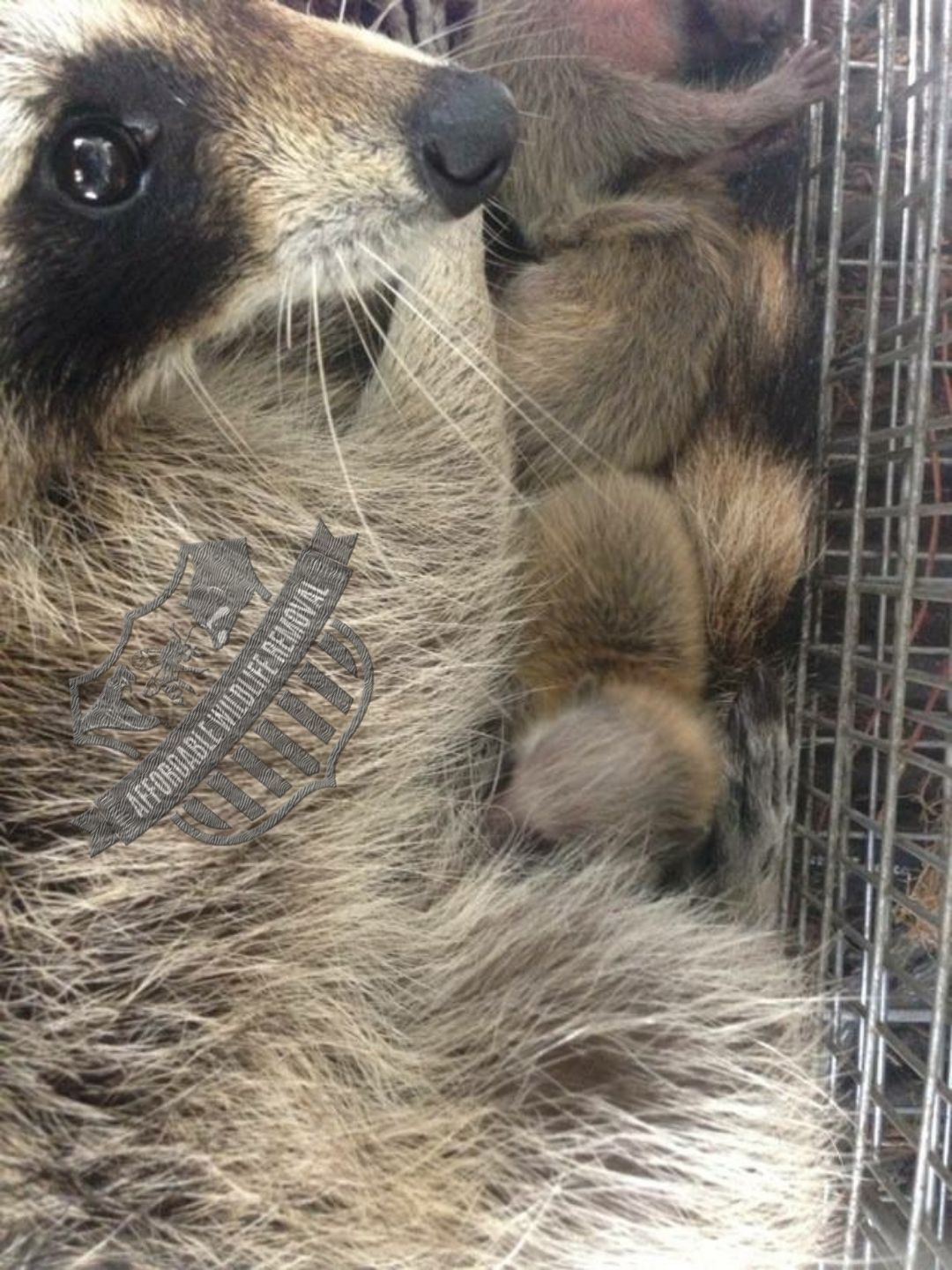 raccoon removal orlando