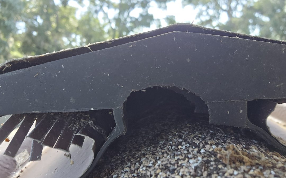 Squirrels in My Attic – Why They Moved In and How to Get Them Out