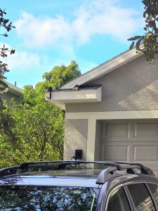 Two squirrels on residential roof in Lake Mary, FL during wildlife inspection for squirrel removal