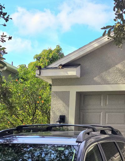 Two squirrels on residential roof in Lake Mary, FL during wildlife inspection for squirrel removal