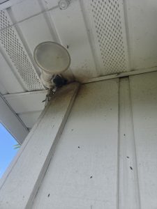 Bat removal sanford