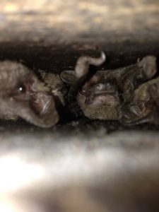 bats in attic sanford