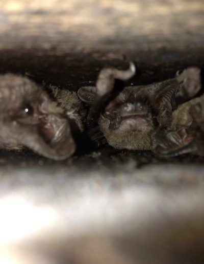 bats in attic sanford