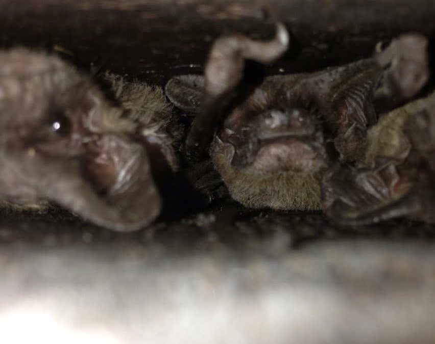 Bat Removal in Sanford, FL: Safe, Legal, and Humane Solutions