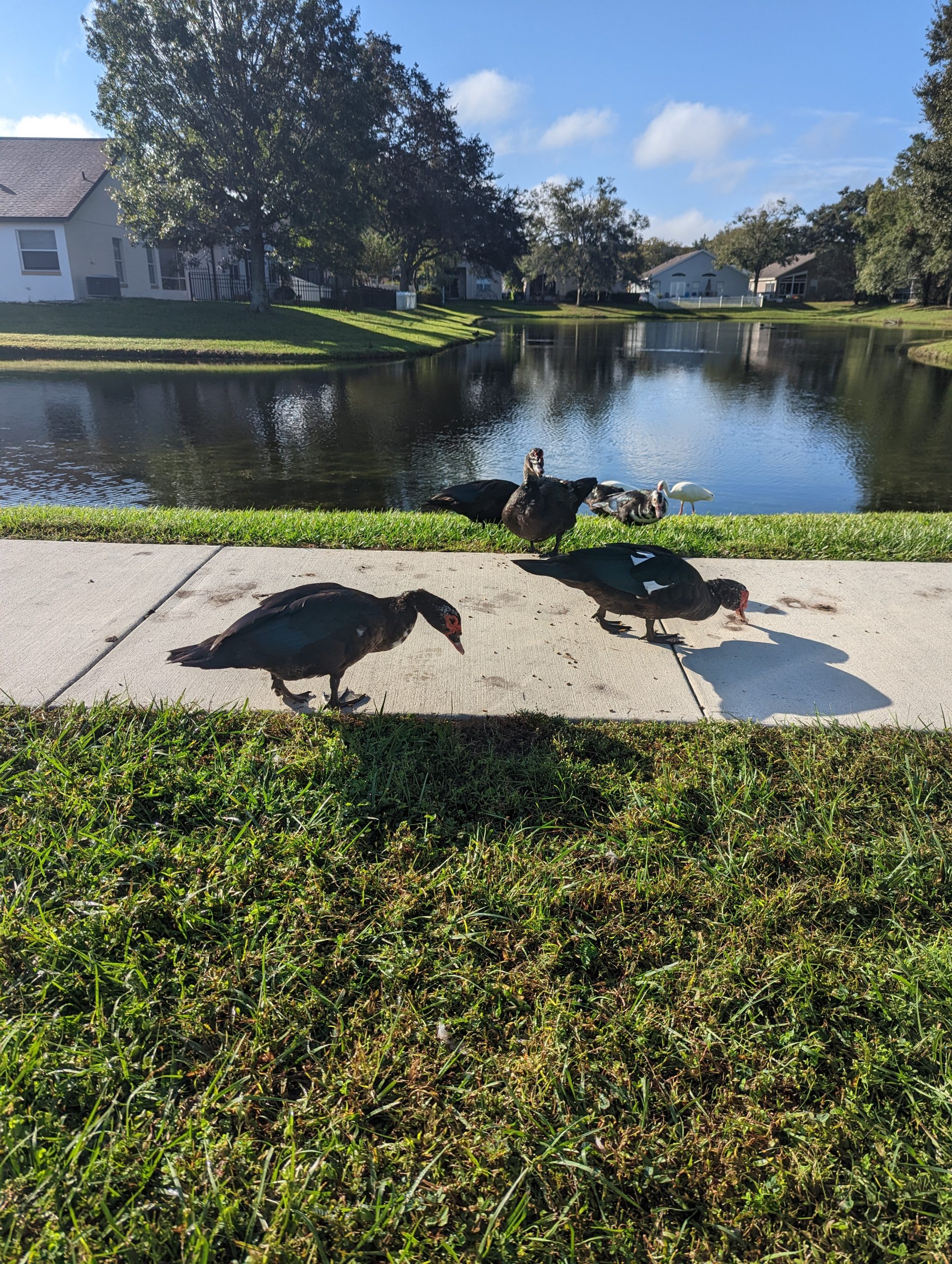 peafowl trapping