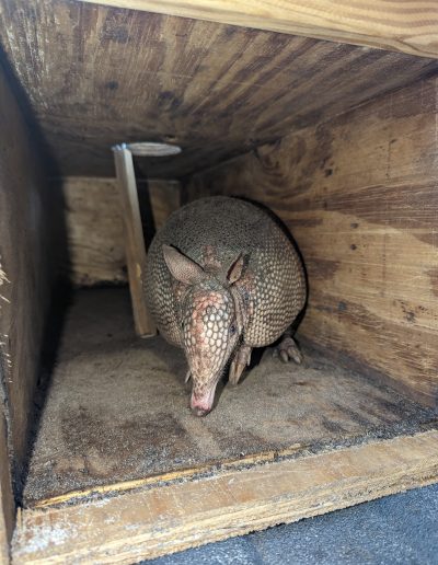 armadillo trapping