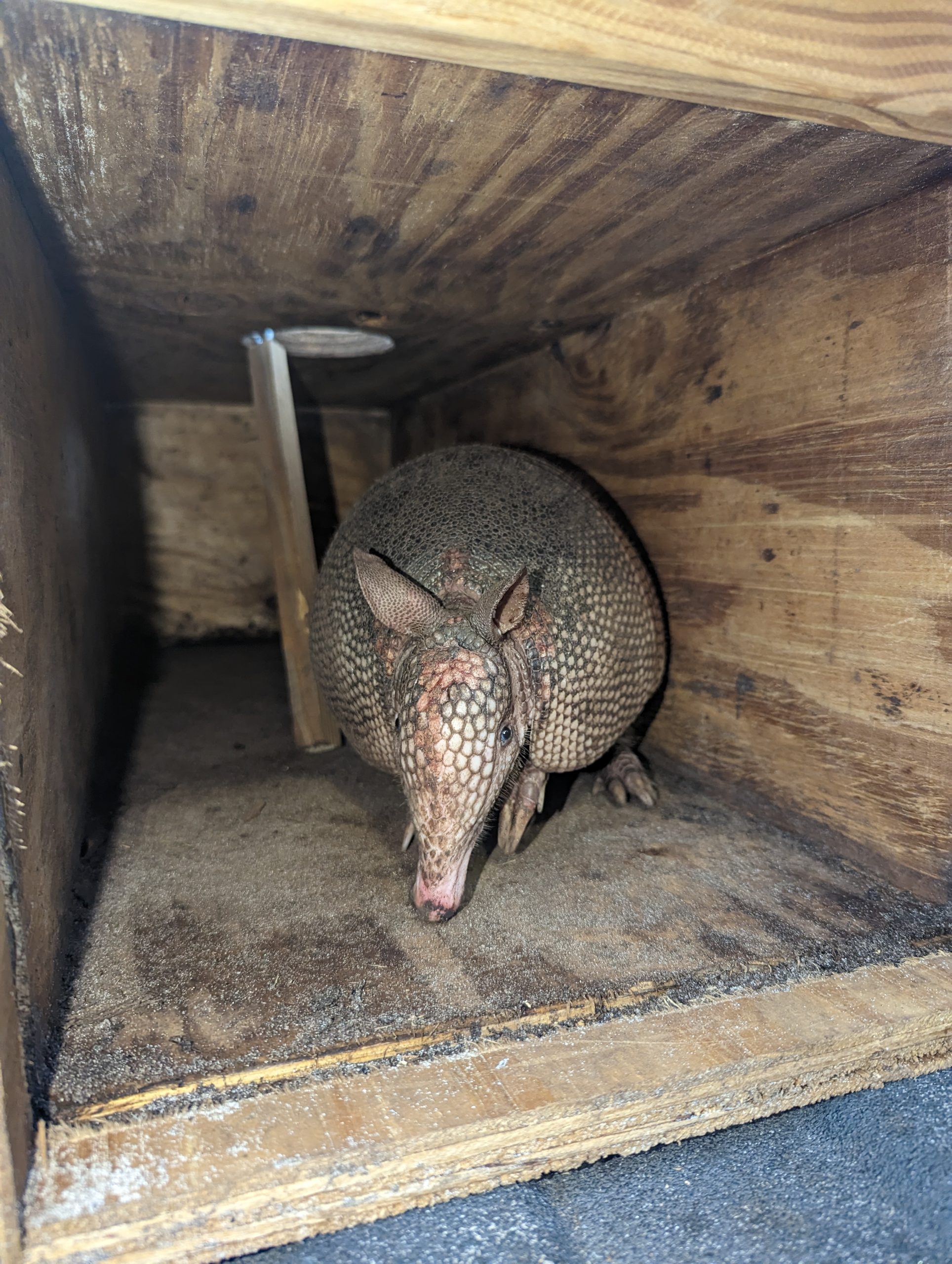 armadillo trapping