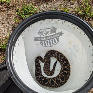 Eastern Diamondback Rattlesnake
