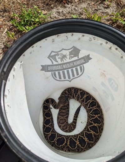 Eastern Diamondback Rattlesnake