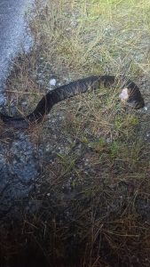 Cottonmouth