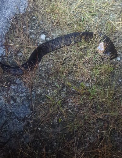 Cottonmouth