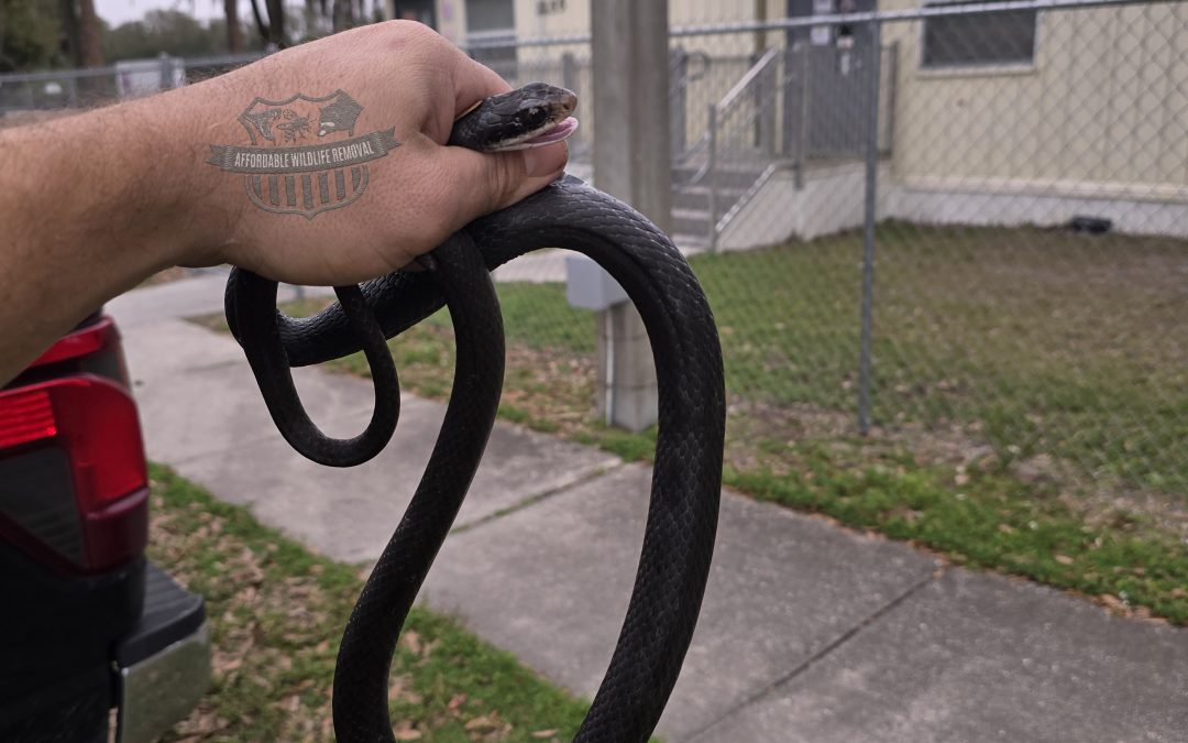 Snake Removal