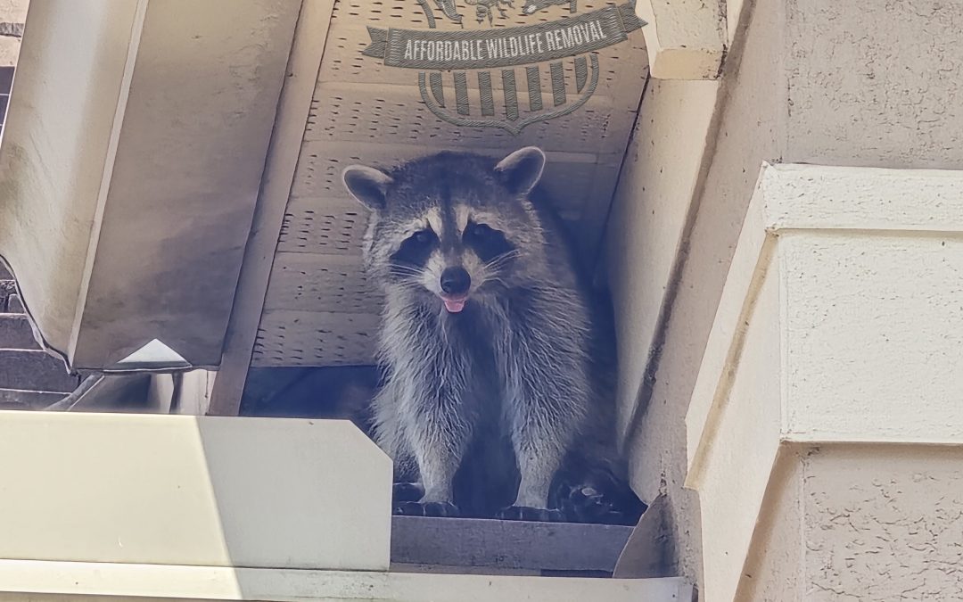Is There A Raccoon In My Attic