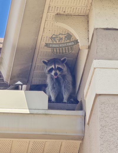 raccoon in my attic